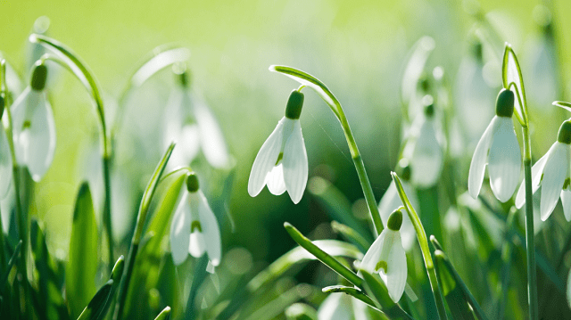Buy Snow Drops For New Year Melbourne
