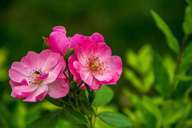 The Joy Of Surprising Your Loved Ones With Online Flower Delivery In Mentone