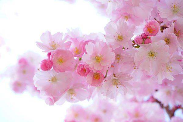 Online Flower Delivery in Mordialloc