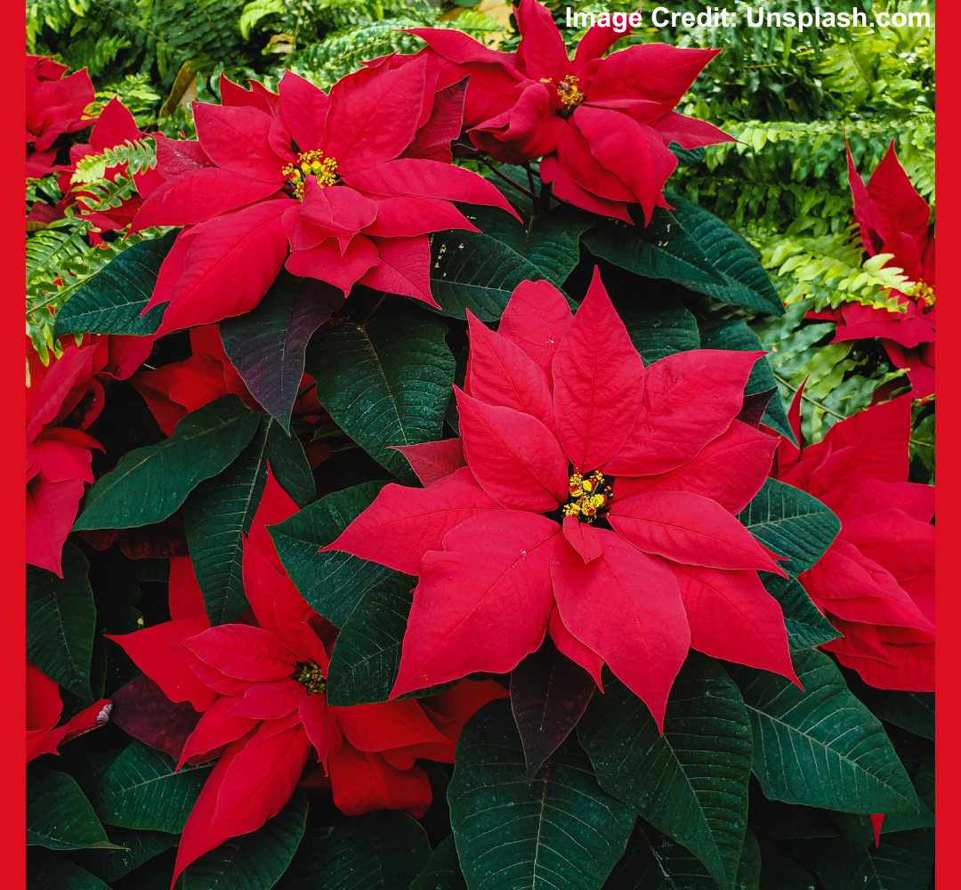 5 Christmas Flowers That Say Merry Christmas Like Nothing Else